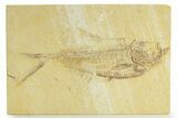 Detailed Fossil Fish (Diplomystus) - Wyoming #363805-1